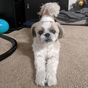 Meet your Posher, Susie